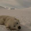 Spitzbergen Mai 2015