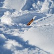 Pulverschneeabfahrten in Lech am Arlberg