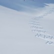 Pulverschneeabfahrten in Lech am Arlberg